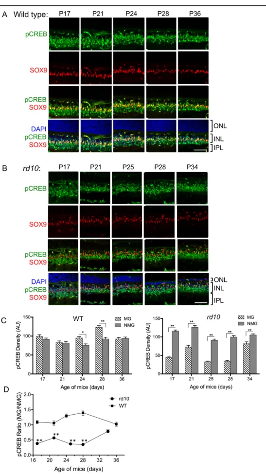 Figure 3. Changes in MG pCREB  levels during retinal degeneration. 