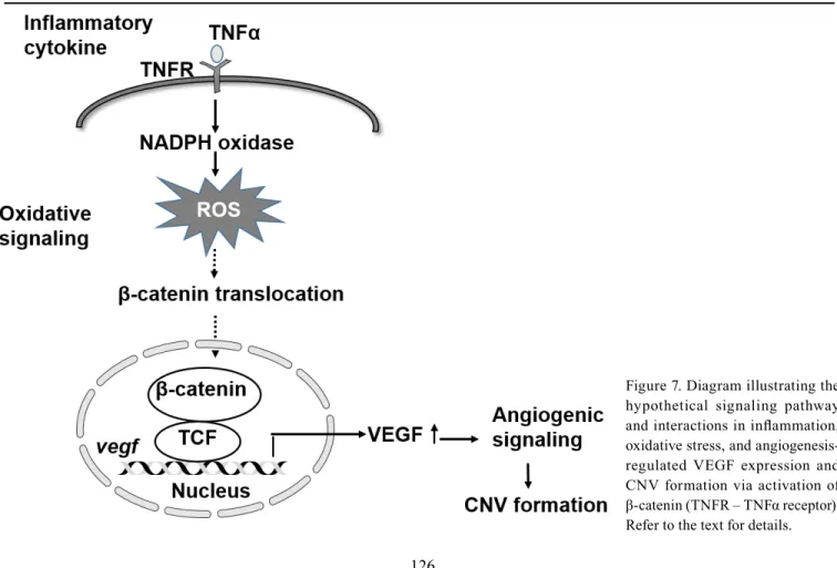 Figure 7. Diagram illustrating the  hypothetical signaling pathway  and interactions in inflammation,  oxidative stress, and  angiogenesis-regulated VEGF expression and  CNV formation via activation of  β-catenin (TNFR – TNFα receptor)
