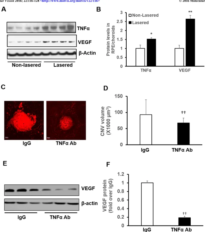 Figure 1. TNF-α mediates CNV formation in association with VEGF expression in a murine model of laser-induced CNV