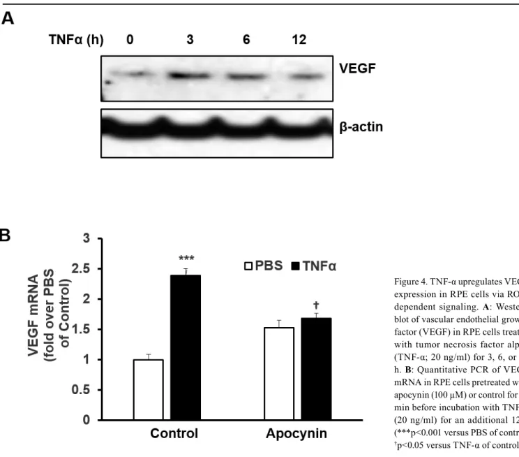 Figure 4. TNF-α upregulates VEGF  expression in RPE cells via  ROS-dependent signaling