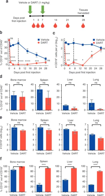 Figure 3  Immature human CD19 +  B cells regenerate in NSG/BLT mice  after CD19xCD3 DART protein administration