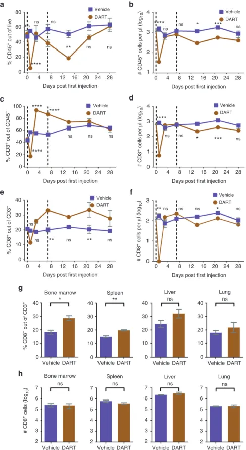 Figure 4  CD19xCD3 DART protein administration results in transient differences in the levels of human T cells in the peripheral blood of NSG/BLT mice, and  over time there are no significant differences in absolute numbers of human CD8 +  T cells in the p