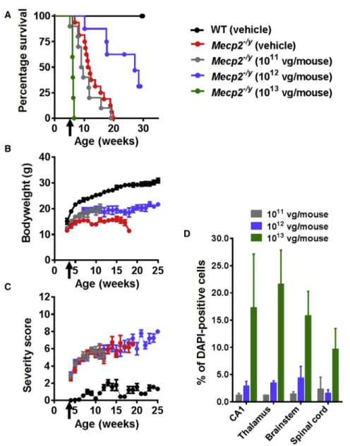 Figure 1. Systemic Delivery of the First-Generation Vector to Mecp2 –/y Mice Revealed Therapeutic Efficacy and a Narrow Therapeutic Window (A) Kaplan-Meier survival plot for Mecp2 /y mice injected with different doses (1  10 11 [n = 10], 1  10 12 [n = 8