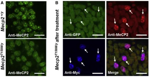 Figure 5C). In contrast, there was no effect on RTT-like aggregate severity score (Figure 5D)