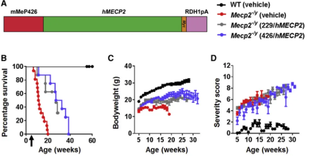 Figure 5. Therapeutic Efficacy of Second- Second-Generation Vector after Systemic Delivery to Mecp2 – /y Mice