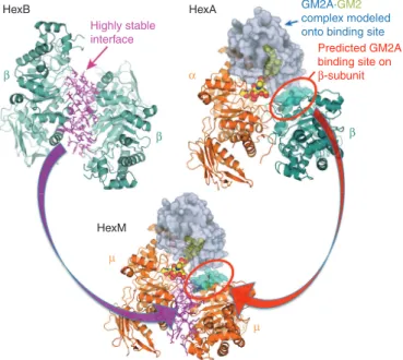 Figure 2  Substitutions that were made from the Hex β-subunit sequence into the human α-subunit to produce the μ-subunit of homodimeric HexM
