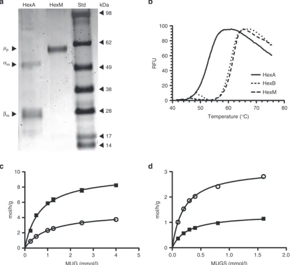 Figure 4  Characterization of the heat stability and kinetic properties of HexM as compared to other Hex isozymes