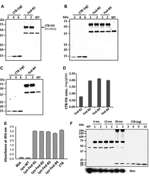 Figure 1. Characterization of CTB-FIX Protein in Different Batches of Lettuce Lyophilized Leaf Powder Used for Dog Studies
