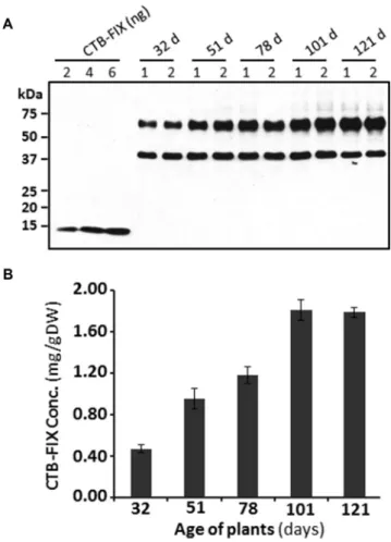 Figure 2. cGMP Hydroponic Production of CTB-FIX