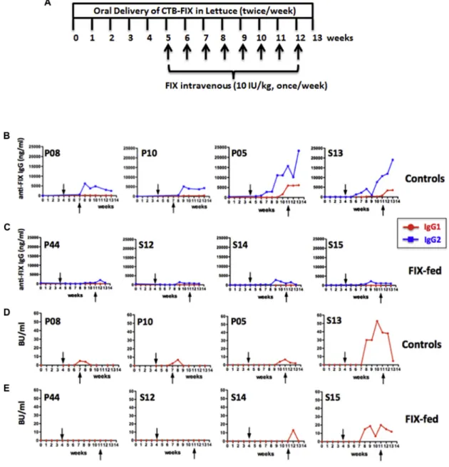 Figure 3. Antibody Formation against Human FIX as a Function of Time