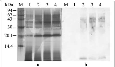 Fig. 2 The expression of rhGM‑CSF in P. pastoris analyzed by SDS‑PAGE (a) and immunoblot probed with an anti‑hGM‑CSF antibody (b)