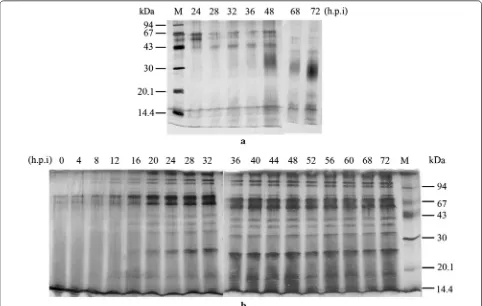 Fig. 5 OD and total secreted proteins in supernatants of P. pastoris X33::hgm‑csf induced with methanol or S