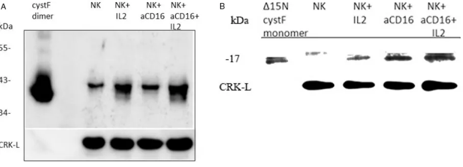 Figure 7: The levels of monomeric and dimeric cystatin F are increased following addition of anti-CD16mAb to the NK cells in the presence or absence of IL-2