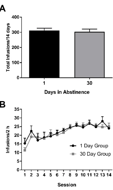 Figure 2. Self-administration behavior before abstinence.  