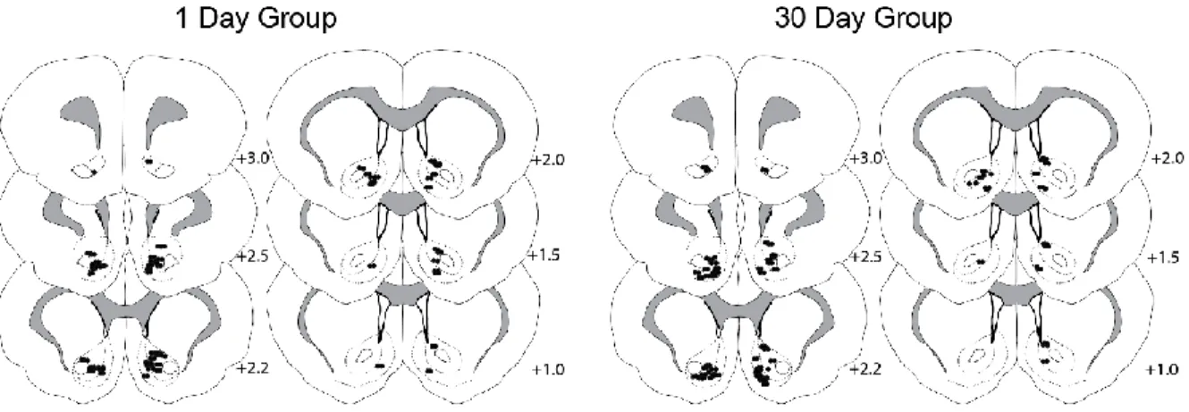 Figure 4. Histological reconstruction of electrode  placements. 