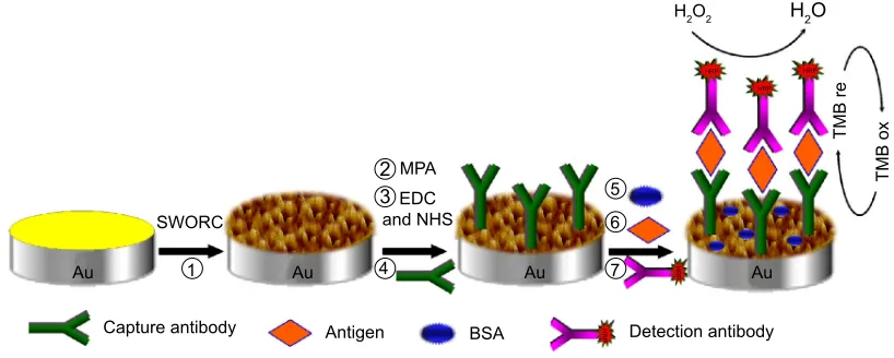 Figure 1 schematic representation of the fabrication procedure for an immunosensor based on a 3D-au electrode