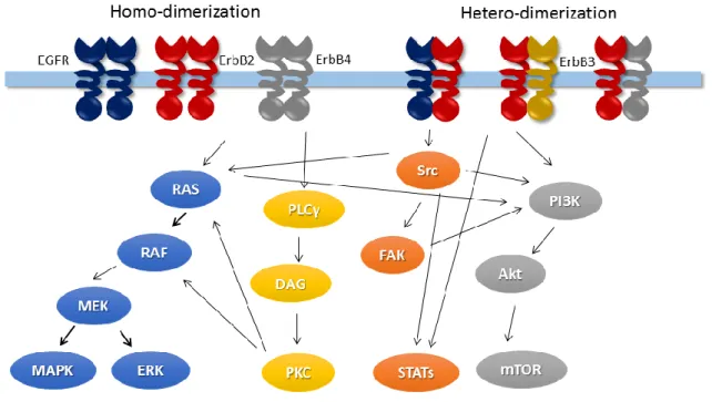 Figure 1.2 Signaling pathway of ErbB receptors, adapted from cellsignal.com 