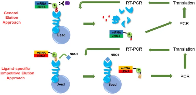Figure 2.1 Selection strategies by general elution and ligand-specific competitive  elution