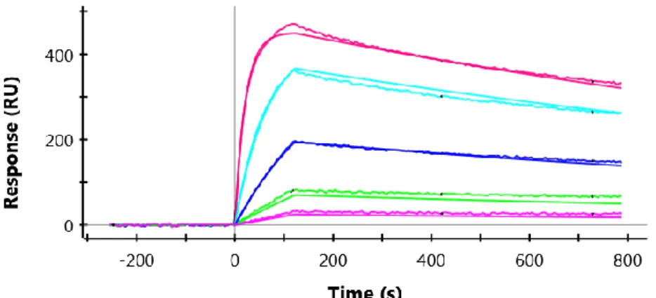 Figure 2.3 The binding affinity of selected SDA HER3 s against ErbB3 ECD-Fc in vitro  by ProteOn XPR36 