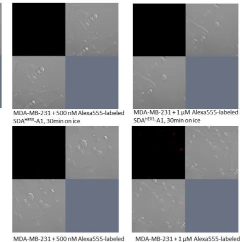 Figure 2.5 Confocal microscopy confirmed that SDA HER3 -A1 and SDA HER3 -D5 did  not bind to ErbB3-negative MDA-MB-231 cells 