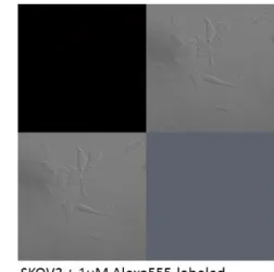 Figure 2.6 The WT-FN3 showed no binding to ErbB3-positive or ErbB3-negative  cell lines by confocal microscopy 