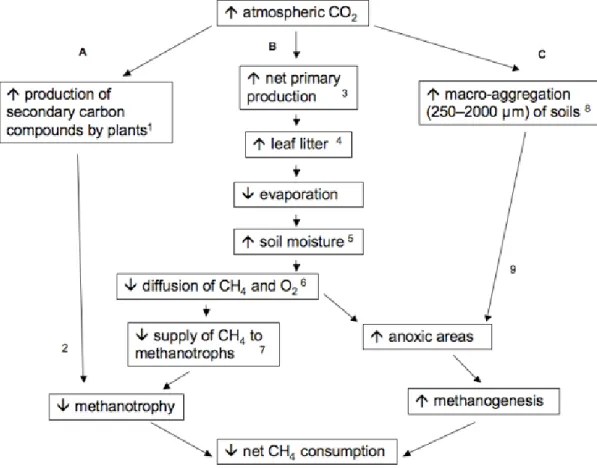 Figure 2.4. Conceptual model of the impact of forest ecosystem responses to elevated CO 2