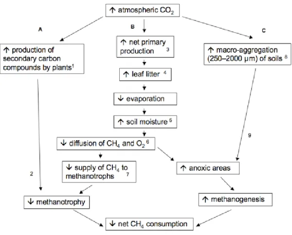 Figure 3.1. Conceptual model of the impact of forest ecosystem responses to elevated  CO 2  that influence soil CH 4  cycling dynamics