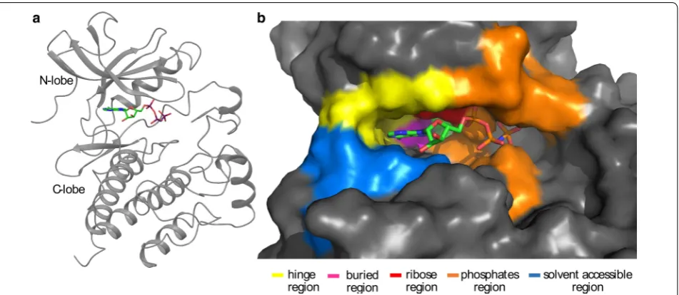 Fig. 1 Structure representation of c-Src in complex with ANP (PDB: 2SRC). a Ribbon representation of the kinase domain of c-Src in complex with ANP [38]