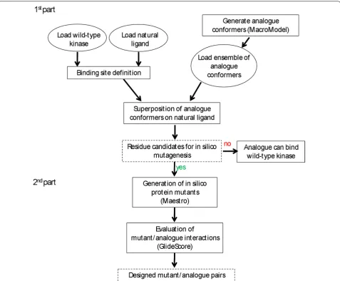 Fig. 2 Workflow of the computational protocol. The protocol is organized in two parts, the first part identifies residues to mutate and the 2nd part evaluates mutant-analogue interactions