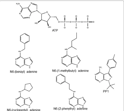 Fig. 3 Chemical structures of ATP and ATP-competitive analogues used in this study. For N6-(substituent) ATPs only the structures of the adenine ring and the hydrophobic groups are shown