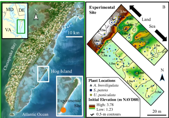 Figure 2. Experimental site maps. Location of experimental site on Hog Island in larger  geographic area (A, NASA Thematic Mapper LANDSAT 7 Thematic Mapper Scene of Virginia  Portion of the Delmarva Peninsula – 1999, data available at www.usgs.gov and 