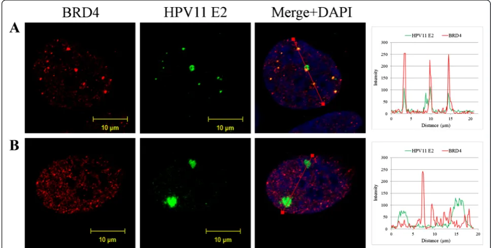 Fig. 1 HPV replication foci in U2OS cells. Immunofluorescence analysis of U2OS cells transfected with HPV11 genome