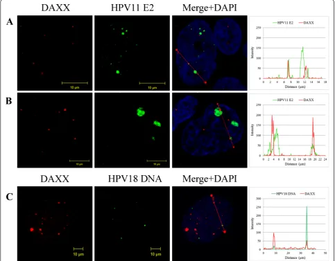 Fig. 2 The localization of HPV replication foci in U2OS cells in relation to the DAXX protein