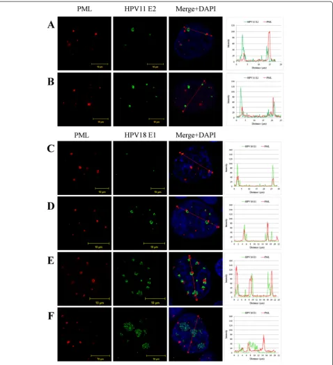 Fig. 3 The localization of HPV replication foci in U2OS cells in relation to the PML protein