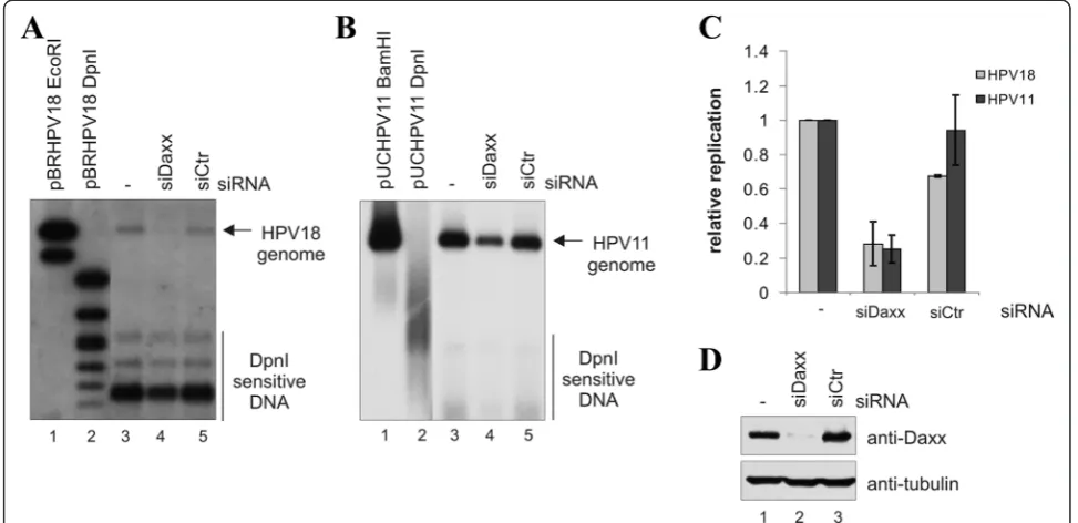 Fig. 4 Down-regulation of DAXX represses HPV genome transient replication. U2OS cells were first transfected with Daxx siRNA or a control siRNA, and24 h later with wt HPV18 (a) or wt HPV11 (b) genome