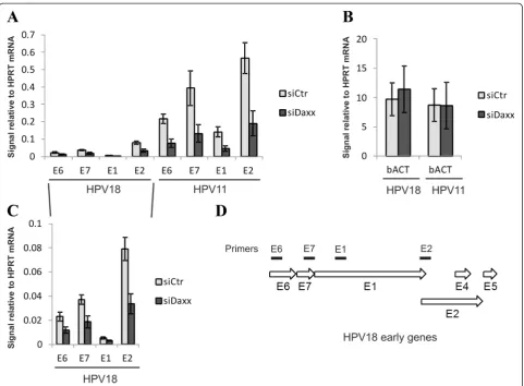 Fig. 5 Down-regulation of DAXX represses HPV early gene expression. U2OS cells were first transfected with Daxx siRNA or a control siRNA, and24 h later with wt HPV18 or wt HPV11 genome