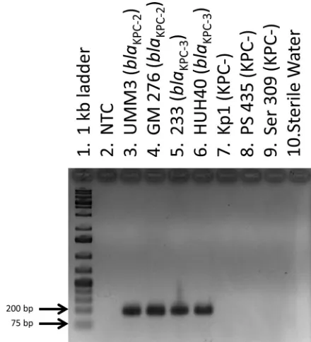 TABLE 3 Sensitivity and speciﬁcity of HRM and ScreenClust analysesfor the presence of blaKPC and differentiation of blaKPC-2-like andblaKPC-3-like gene variants