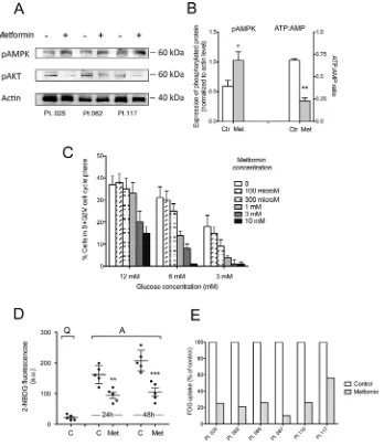 Figure 5: Metformin increases CLL cell AMPK phosphorylation and decreases intracellular phosphorylated glucose available for glycolysis