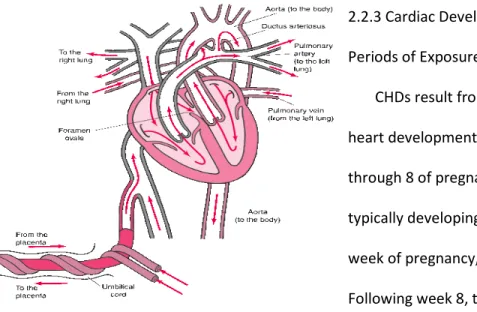 Figure 2.1: Fetal Heart Circulation  