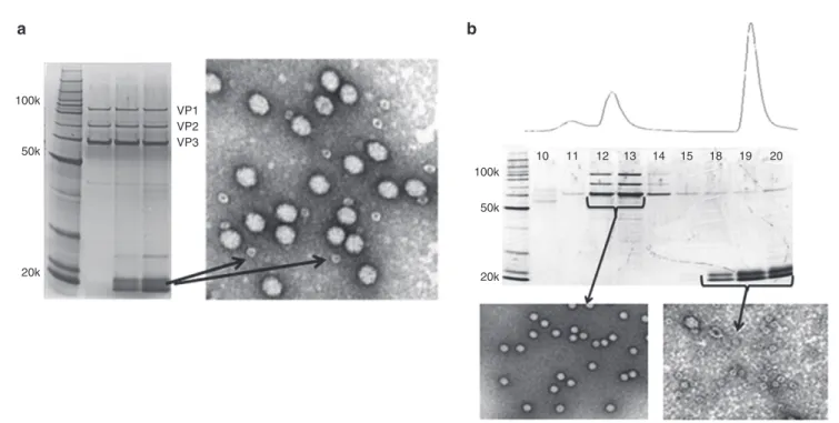 Figure 3 Characterization of elution peak fractions of adeno-associated virus (AAV) after ion exchange chromatography