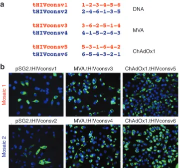 Figure 3 Arrangement of regions and expressions of the tHIVconsvX  immunogens. (a) Serial organization (scramble) of the six regions used  to minimize induction T-cell responses by potentially newly formed  junctional epitopes