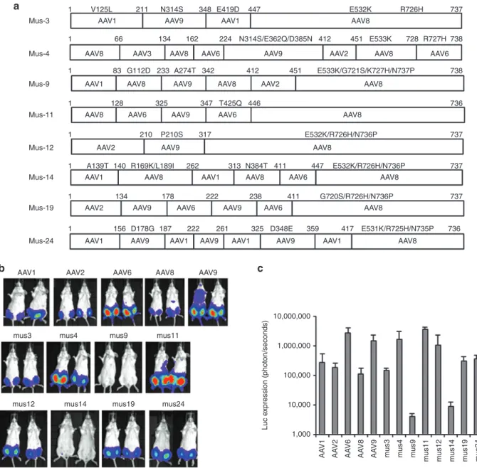 Figure 1 Transduction efficiency of AAV mutants recovered from mouse skeletal muscle. 1 × 10 10  particles of the AAV shuffled library virus incu- incu-bated with human serum 3 and administered via i.m