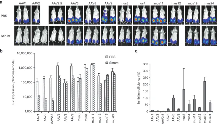 Figure 2 NAb escape potential for AAV mutants derived from muscle. 1 × 10 9  particles of AAV/luc from mutants isolated from mouse muscle and  wild serotypes were incubated with an equal volume of fivefold diluted patient serum 3 or PBS for 2 hours at 4 °C