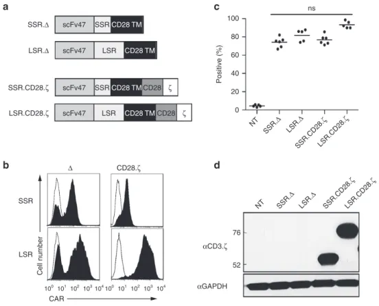 Figure 1a). CD3/CD28-activated T cells from healthy donors  were transduced with RD114-pseudotyped retroviral particles,  and 4  to 5 days post-transduction T-cell phenotype and CAR  expression was determined by fluorescence activated cell sorting  (FACS) 