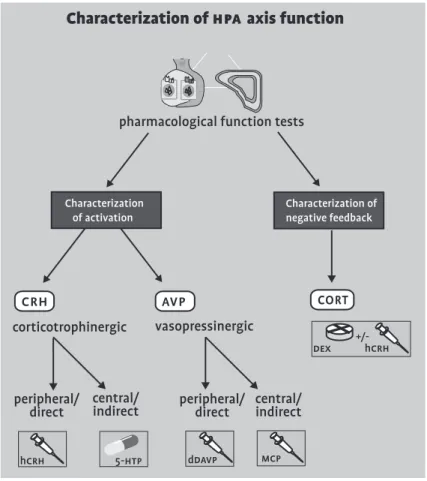 Figure 3  Graphic representation of the characterization of hpa axis function: proposed  classification of pharmacological function tests (crh: corticotrophin-releasing  hormone; avp: vasopressin; hcrh: corticorelin; 5-htp: 5-hydroxytryptophane; 