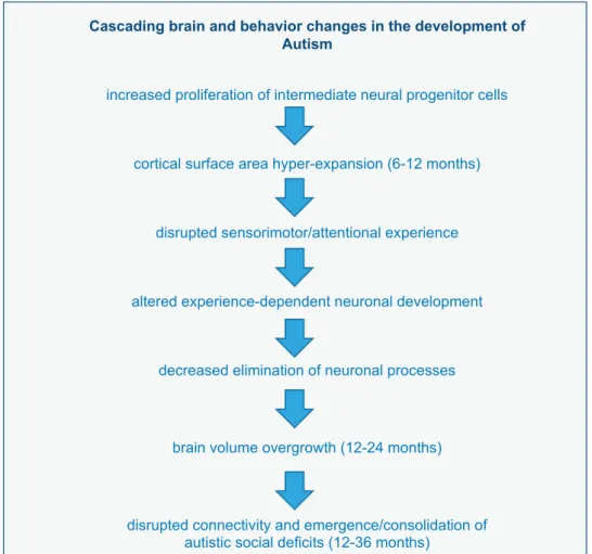 Figure 2. Cascading brain and behavior changes in the development in autism.