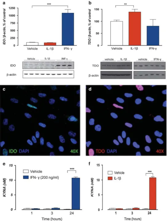 Figure 3. Stimulation of fetal human cortical astrocytes with interleukin-1β (IL-1β) and interferon-γ (IFN-γ)
