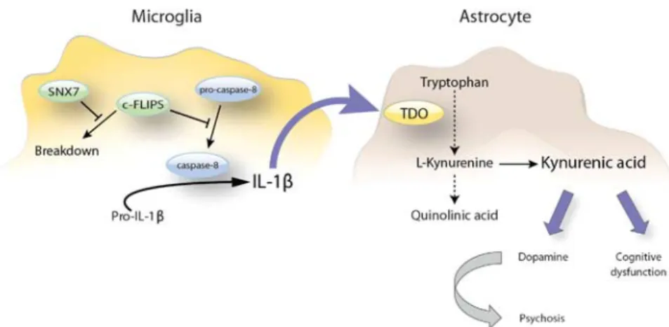 Figure 4. Overview of the proposed sorting nexin 7 (SNX7)-mediated induction of the kynurenine pathway in bipolar disorder (BD).