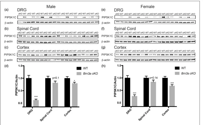 Table 1. Noxious heat, mechanical, and cold behavioral assays with Brn3a cKO mice.