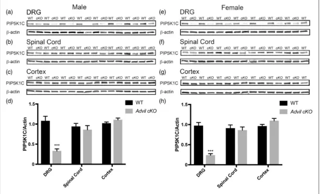 Table 2. Noxious heat, mechanical, and cold behavioral assays with Advil cKO mice.